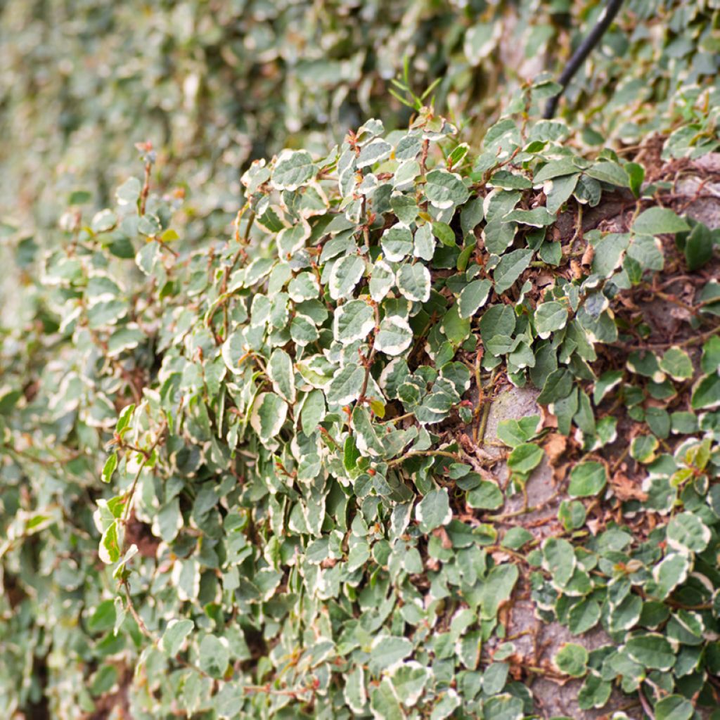 Ficus pumila Bellus