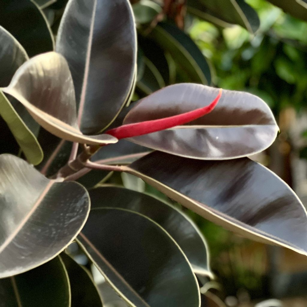 Ficus Burgundy - Ficus elástica