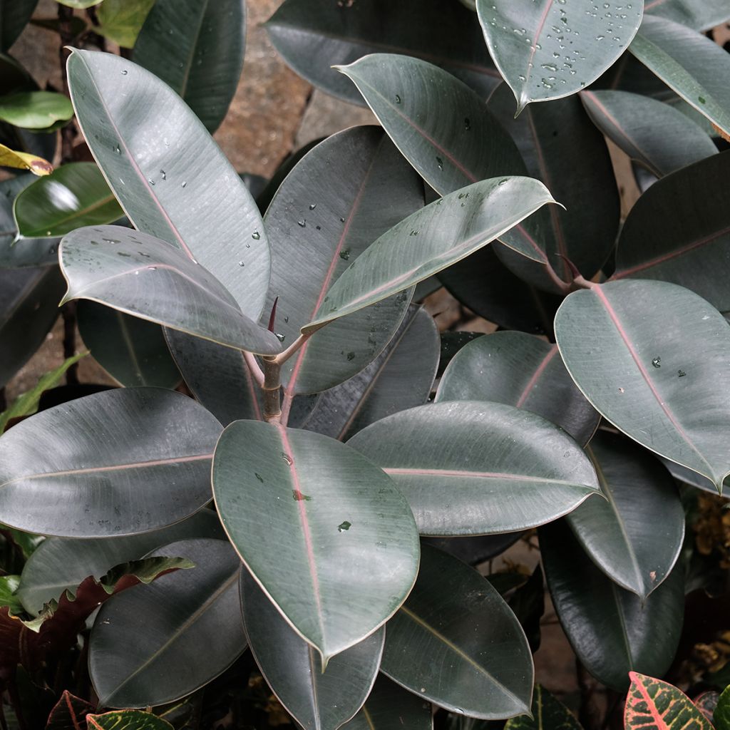 Ficus Burgundy - Ficus elástica