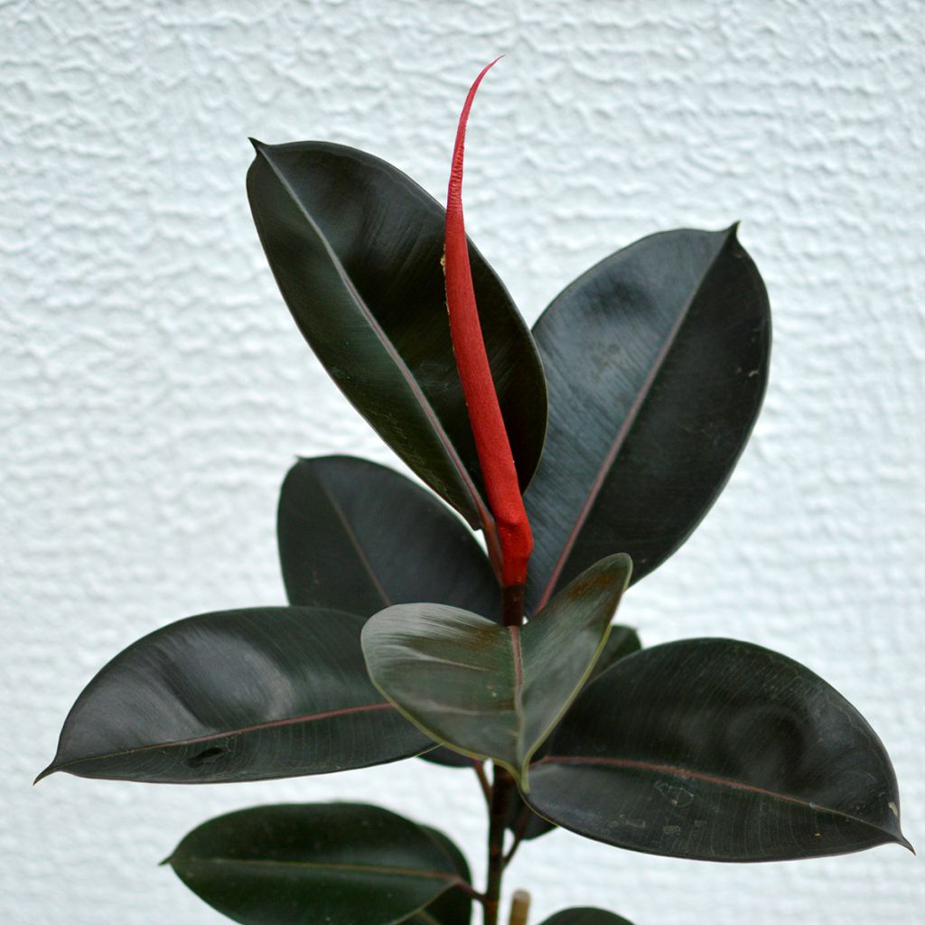 Ficus Burgundy - Ficus elástica