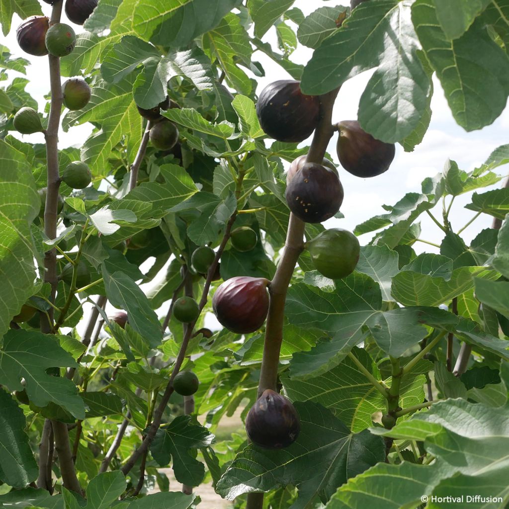 Higuera Rouge de juillet - Higuera roja