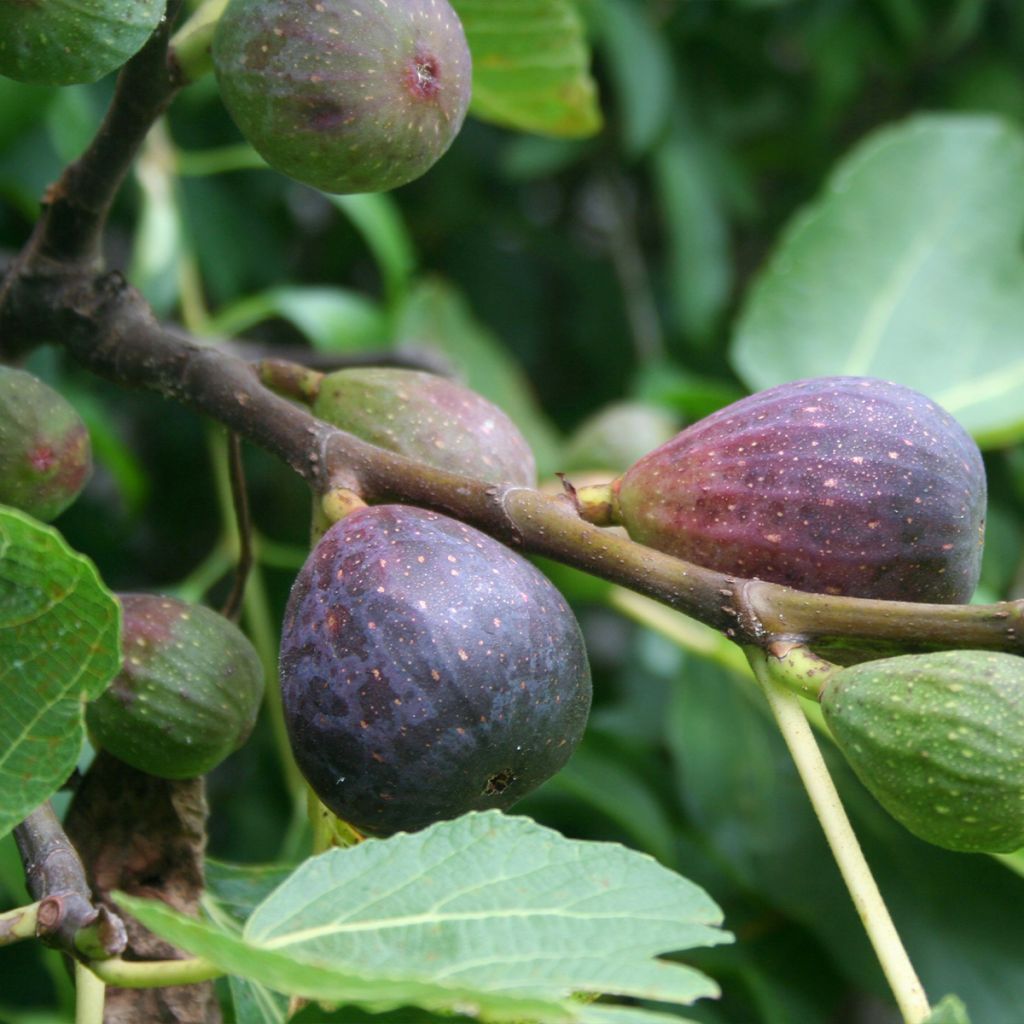 Higuera Violette de Sollies