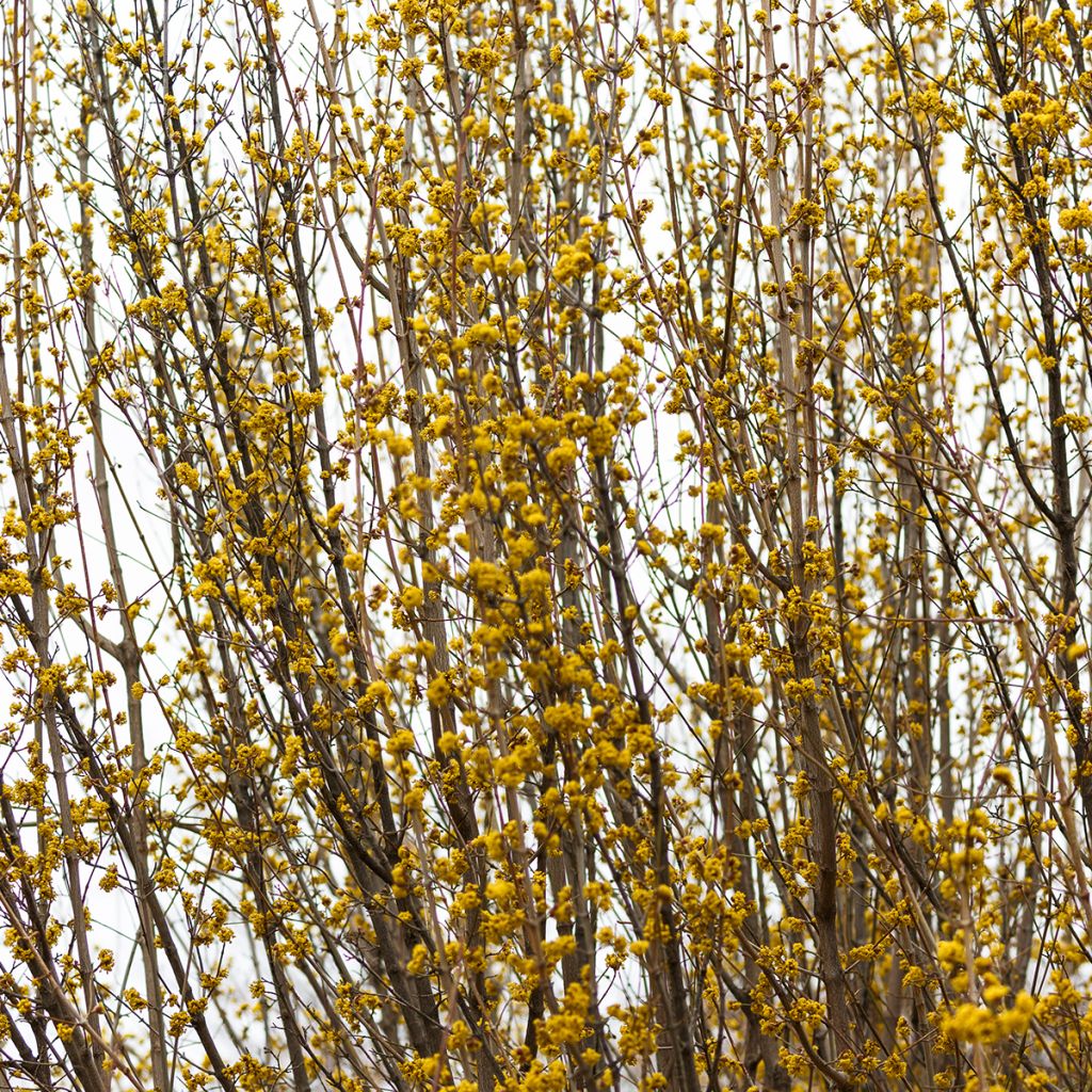 Forsythia intermedia Marée d'Or