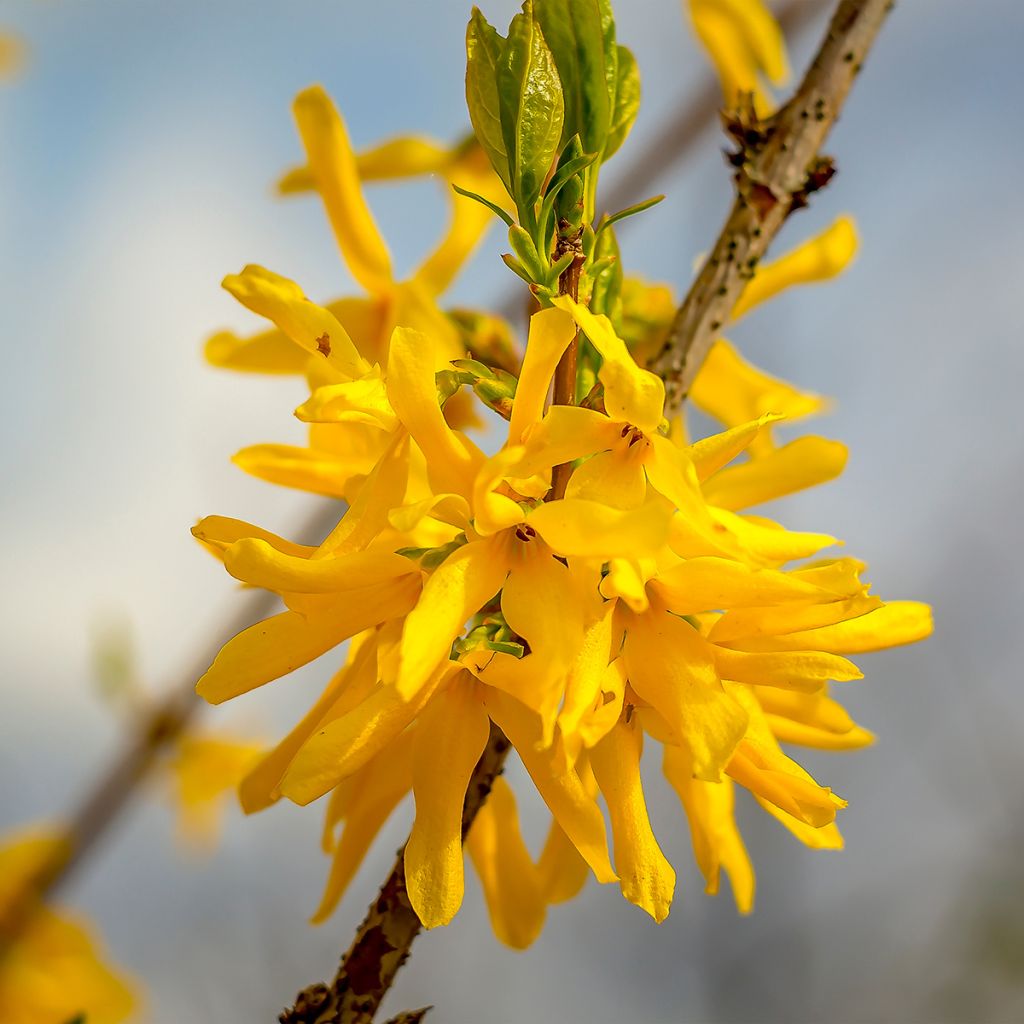 Forsythia intermedia Marée d'Or
