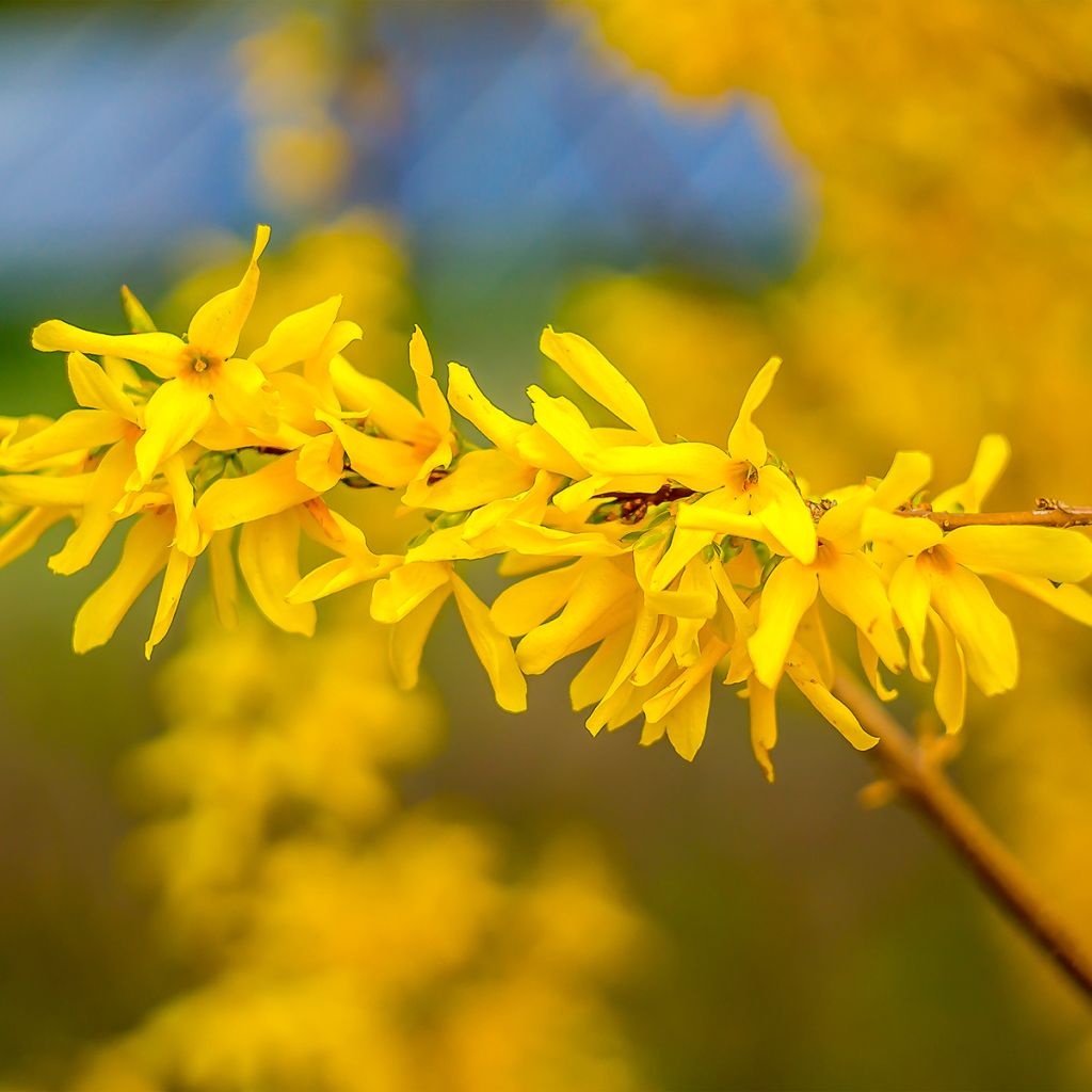 Forsythia intermedia Marée d'Or