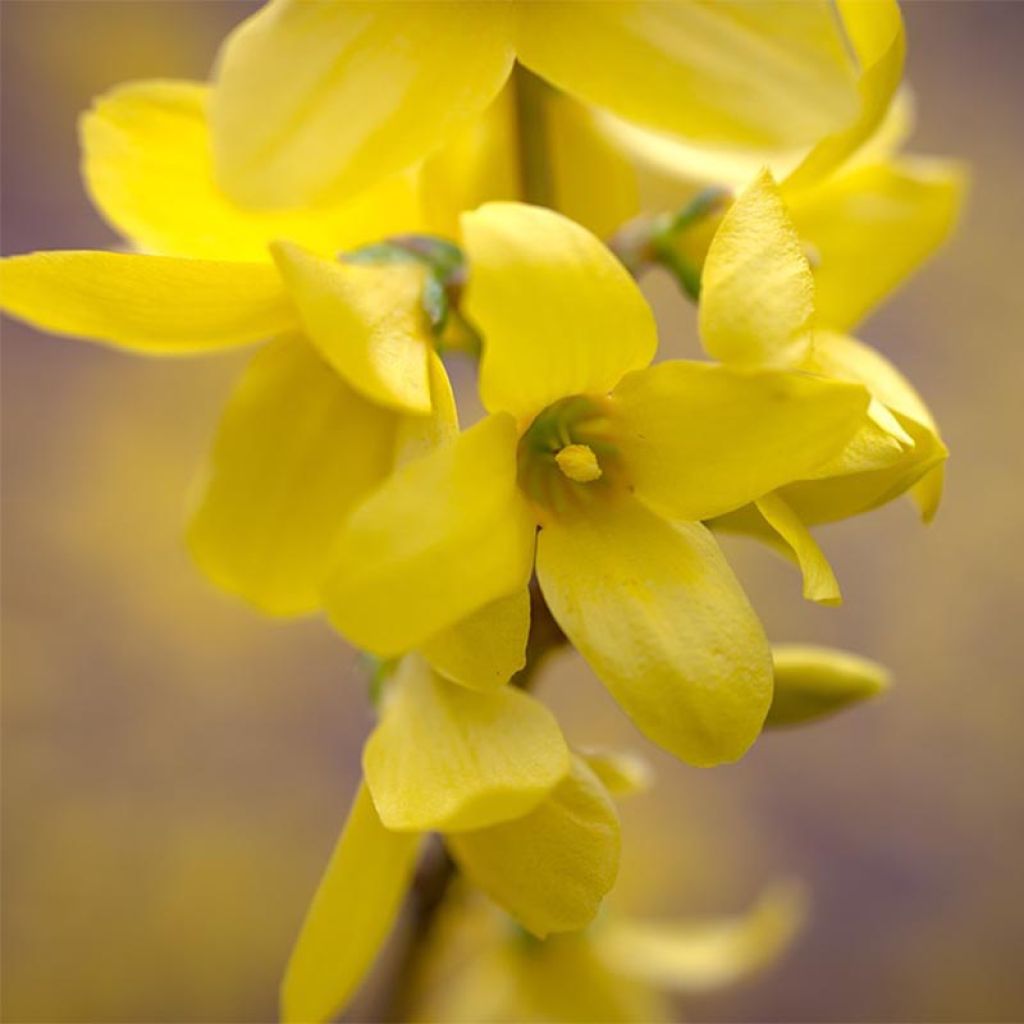 Forsythia intermedia Mêlée d'Or