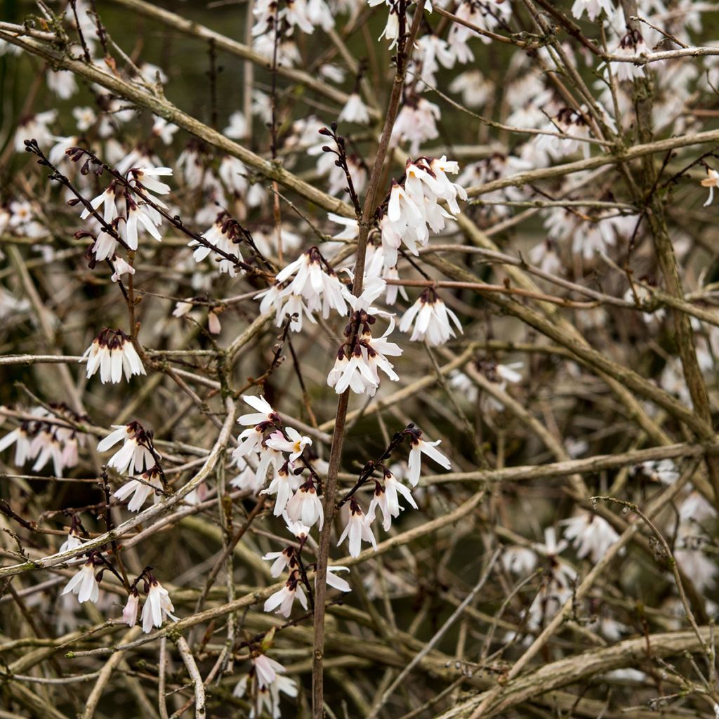 Abeliophyllum distichum - Forsitia blanca