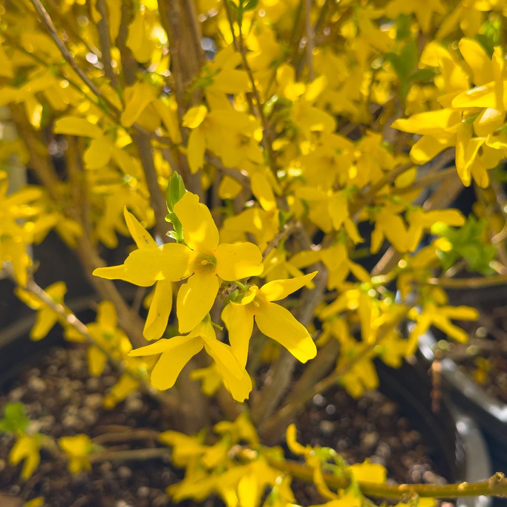 Forsythia intermedia Week-end