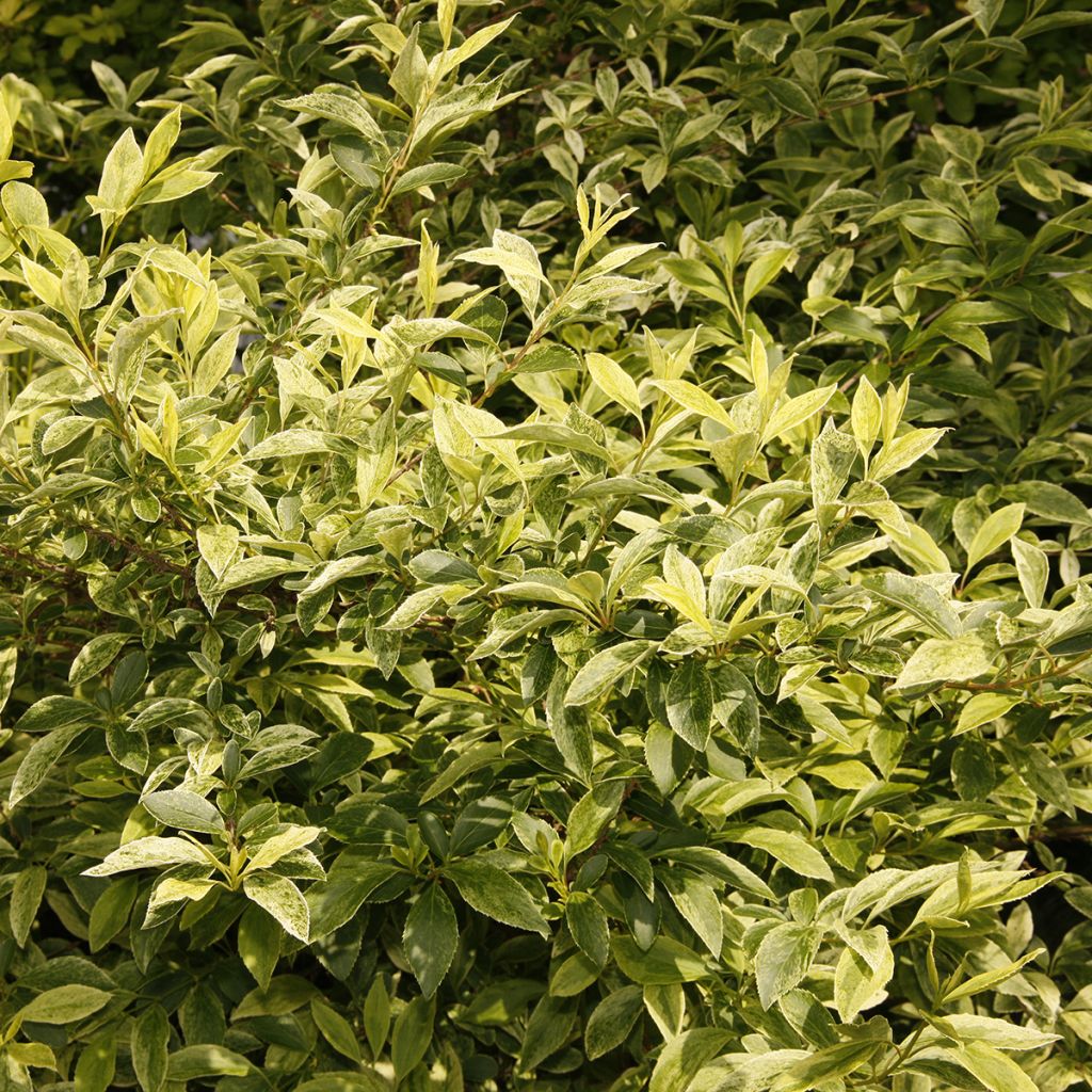 Forsythia intermedia Era - Forsitia