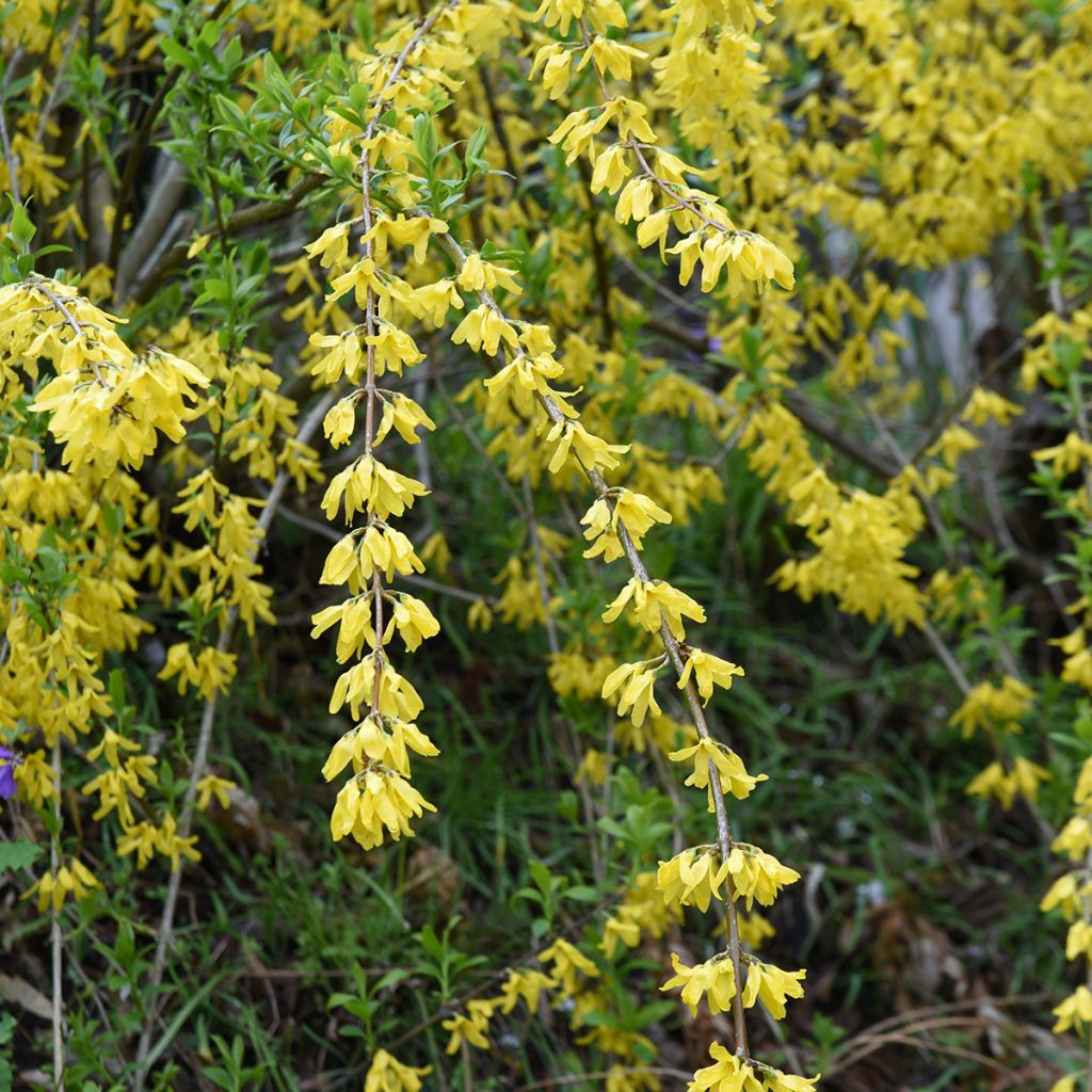 Forsythia suspensa Aurea