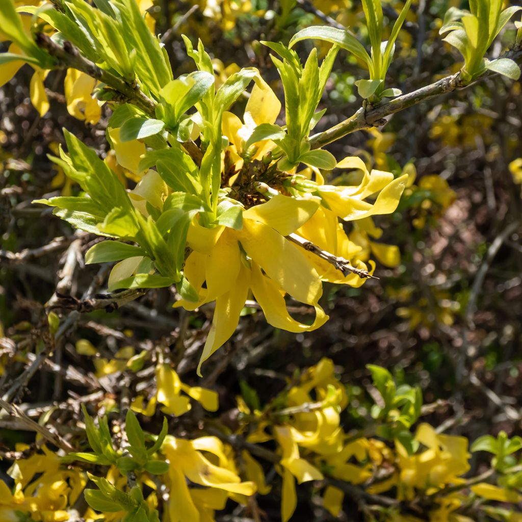 Forsythia suspensa Aurea