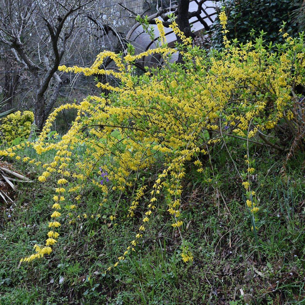 Forsythia suspensa Aurea