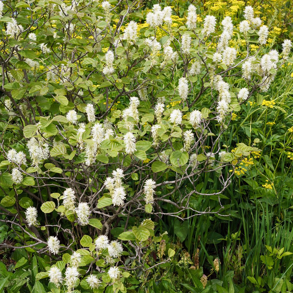 Fothergilla gardenii