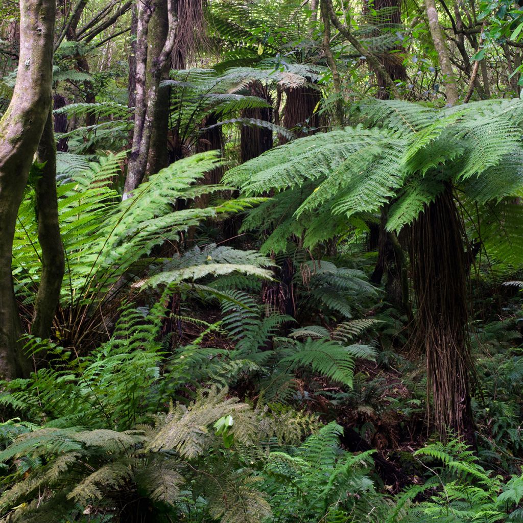 Dicksonia fibrosa - Helecho arborescente