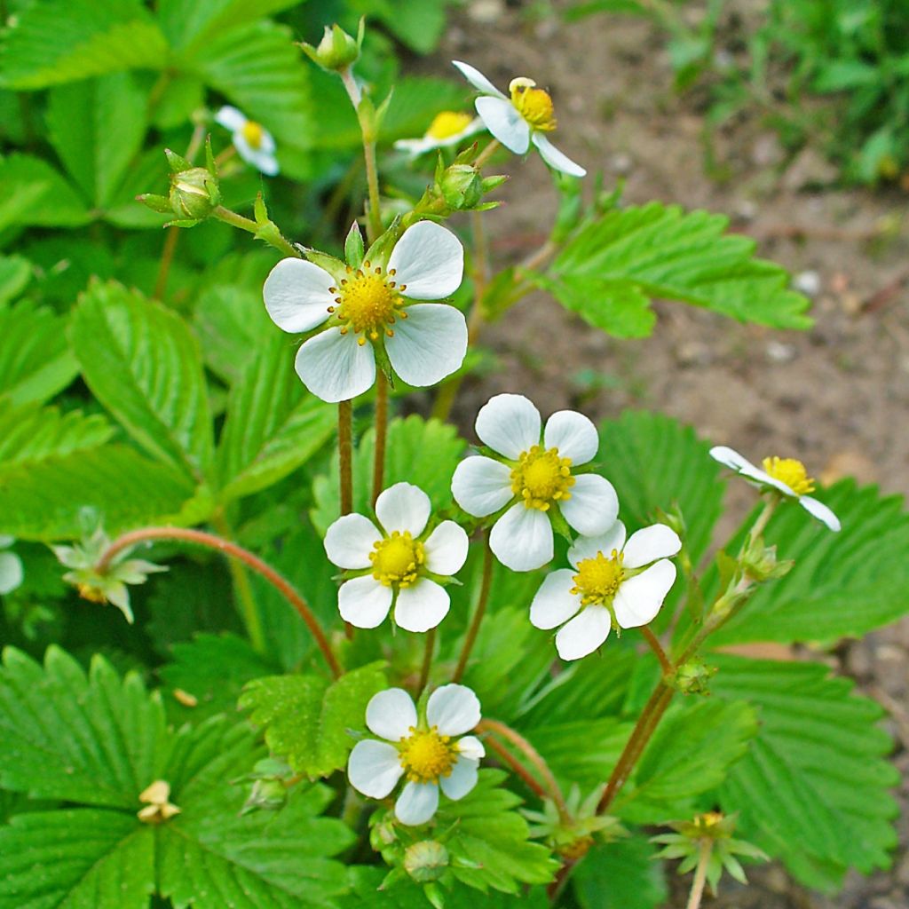 Fresa salvaje - Fragaria vesca