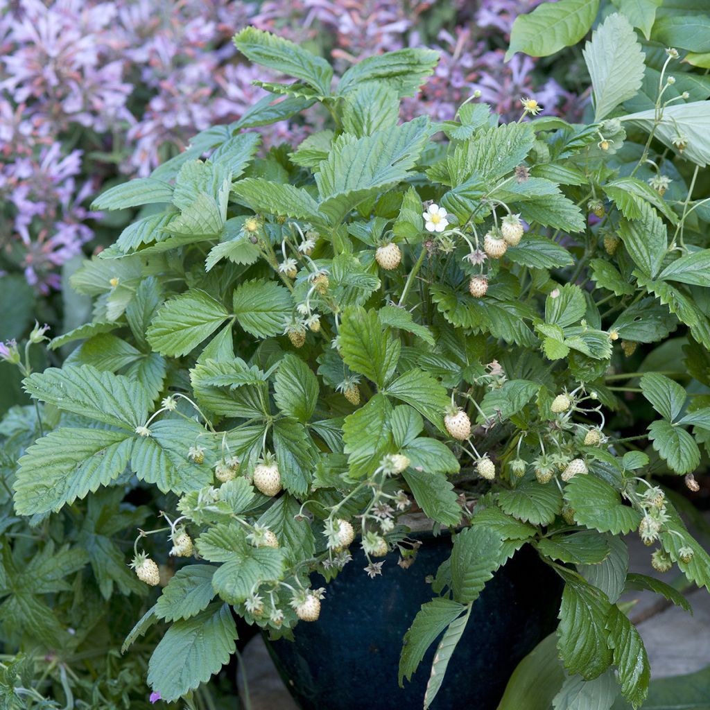 Fresa Yellow Wonder