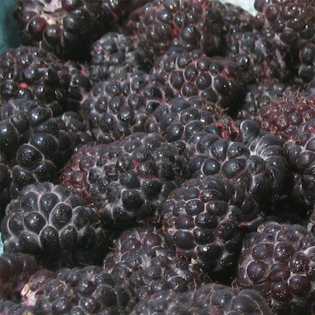 Frambuesa negra Black Jewel Bio