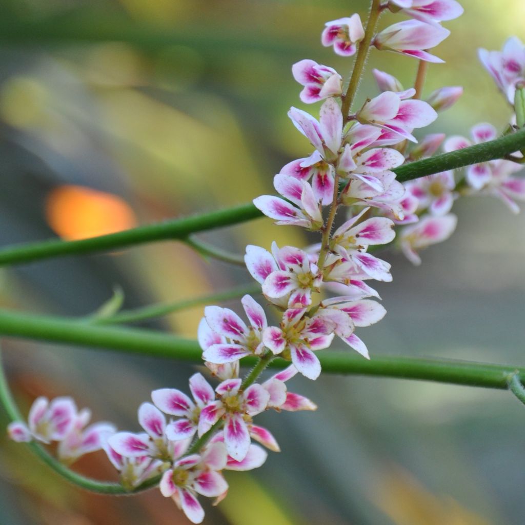 Francoa sonchifolia - Flor nupcial