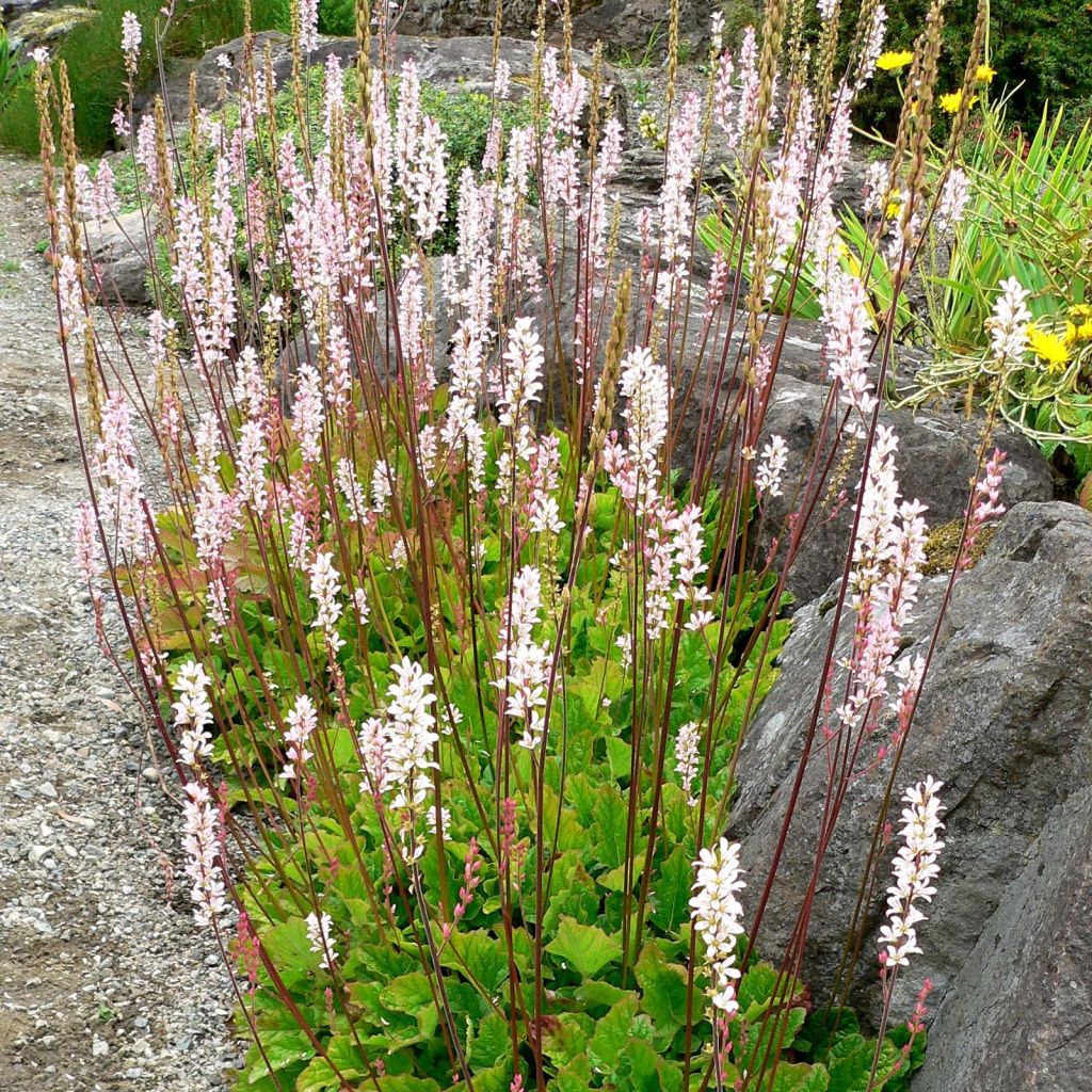 Francoa sonchifolia - Flor nupcial