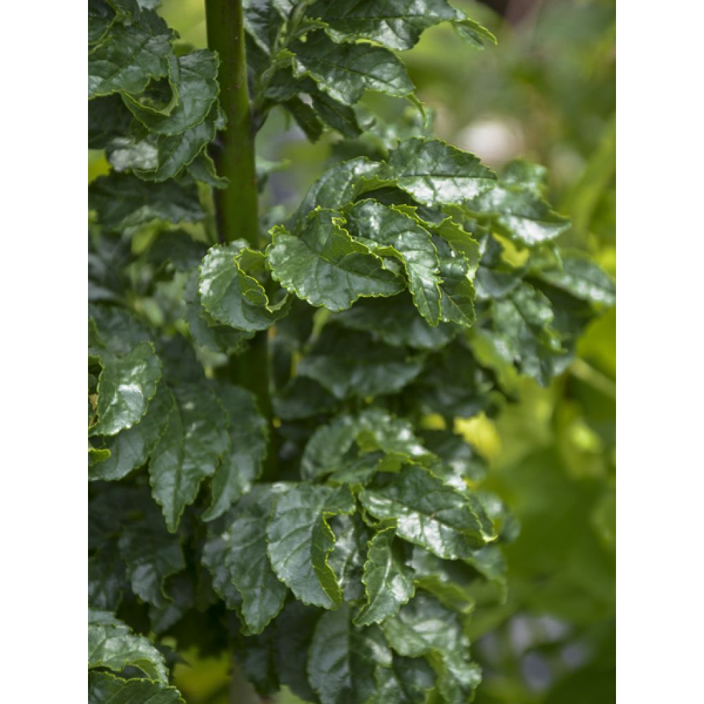 Fraxinus excelsior Crispa - Fresno norteño