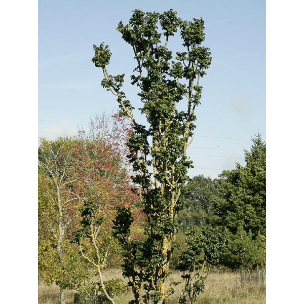 Fraxinus excelsior Crispa - Fresno norteño
