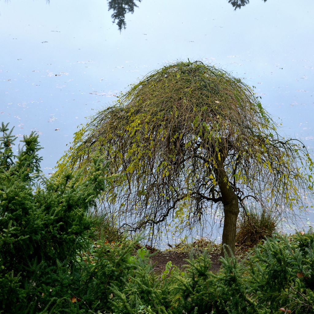 Fresno norteño Pendula - Fraxinus excelsior