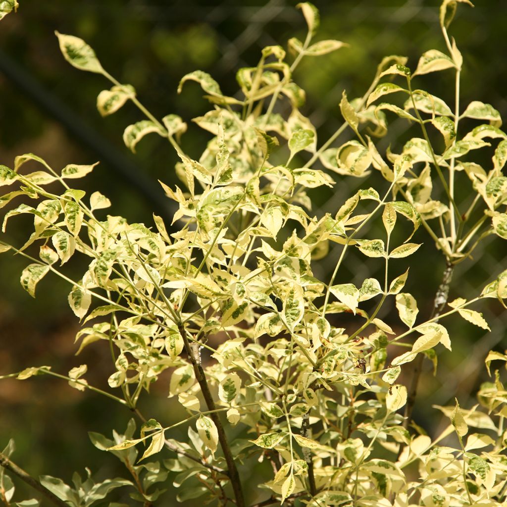 Fraxinus pennsylvanica Argenteomarginata - Fresno rojo americano