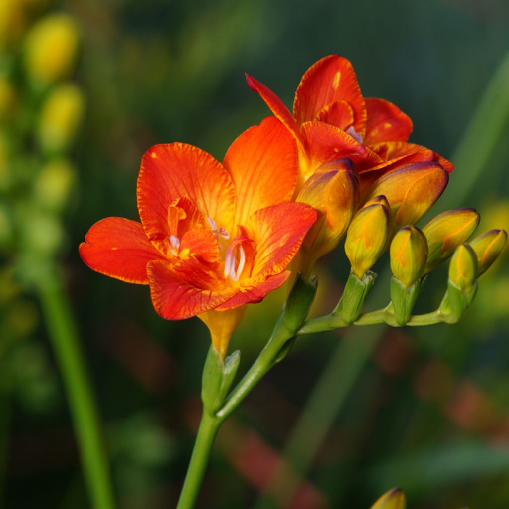 Freesia hybrida Simple Red