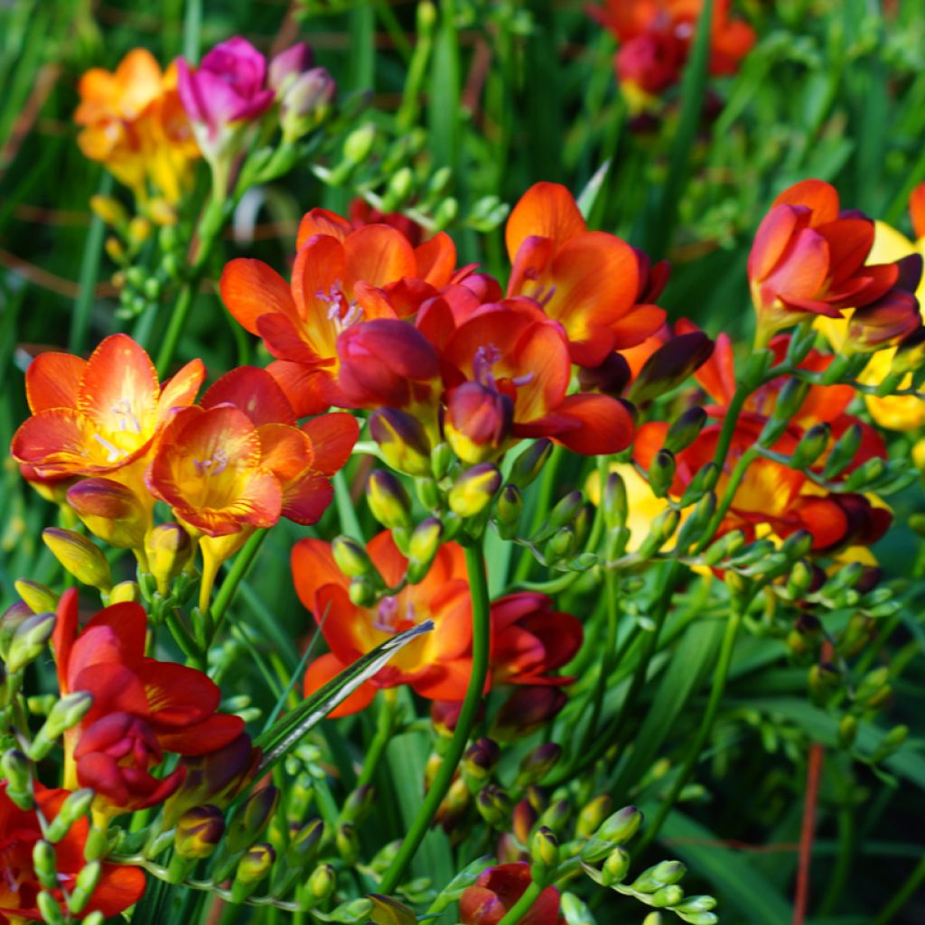 Freesia hybrida Simple Red