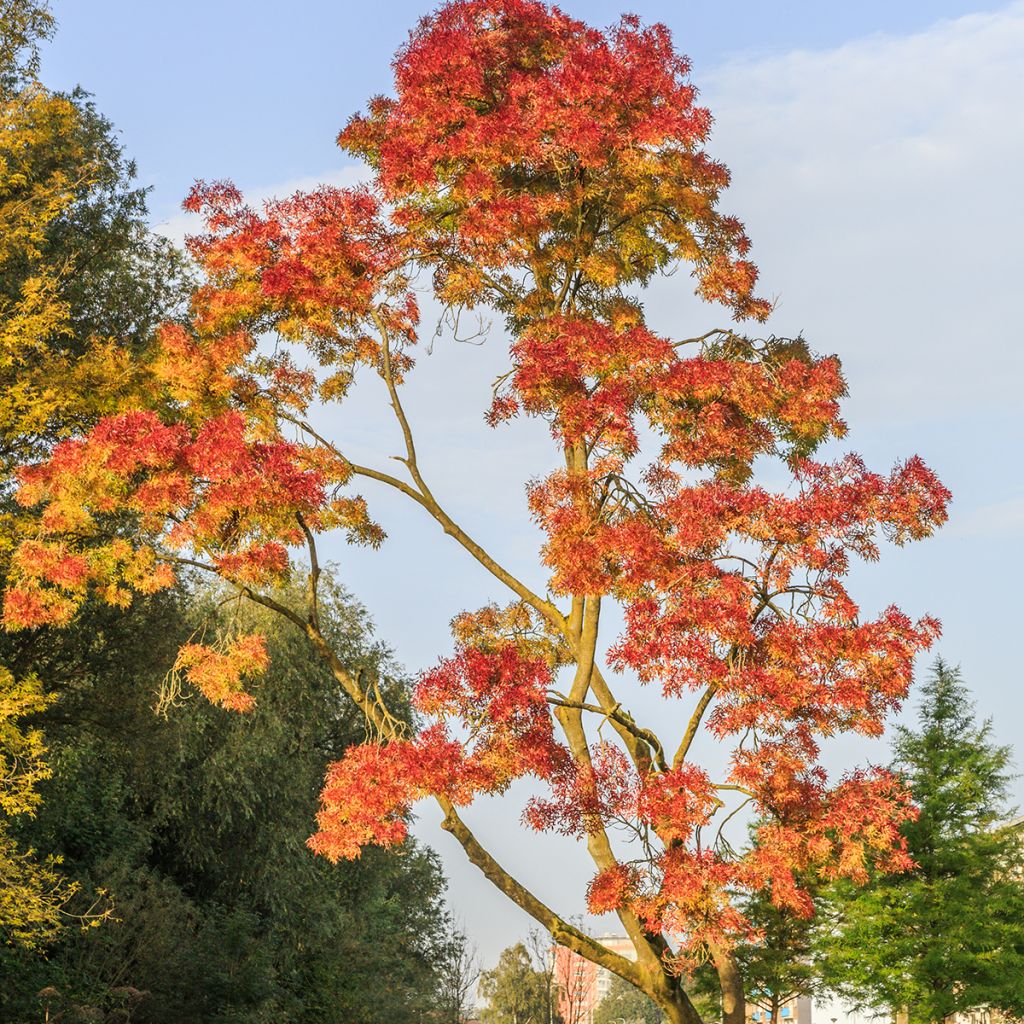 Fresno de hoja estrecha - Fraxinus angustifolia Raywood