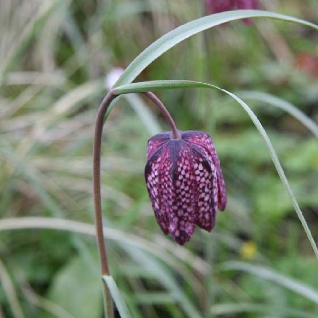 Fritillaria meleagris - Tablero de damas
