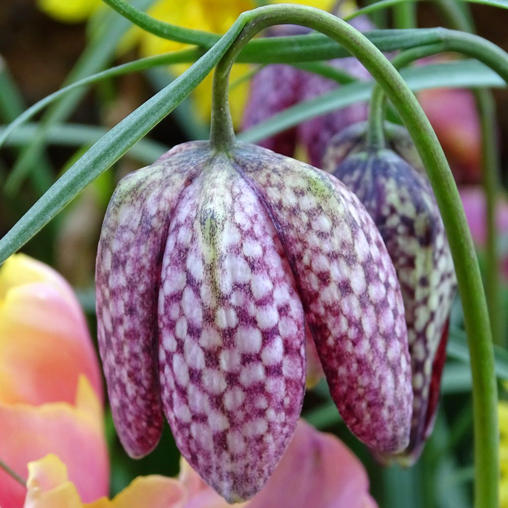 Fritillaria meleagris - Tablero de damas