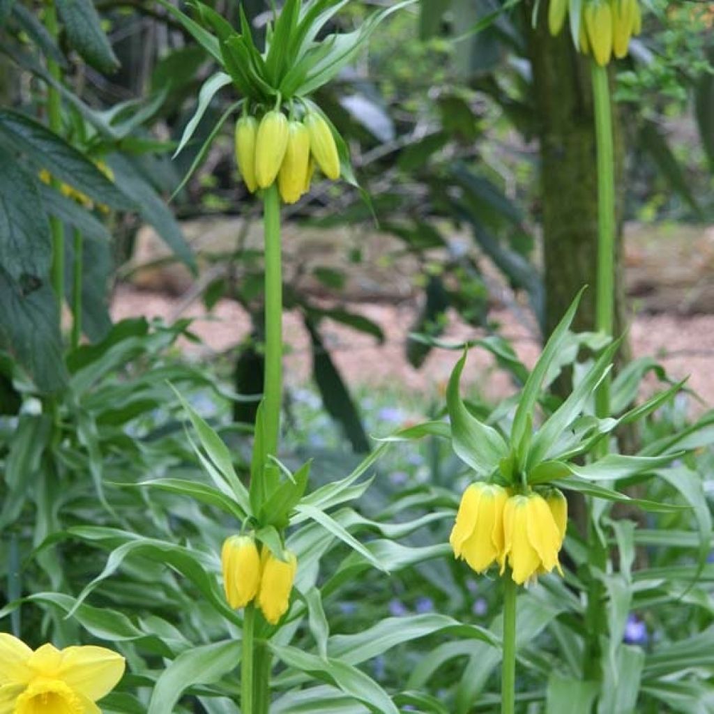 Fritillaria imperialis Lutea - Corona imperial