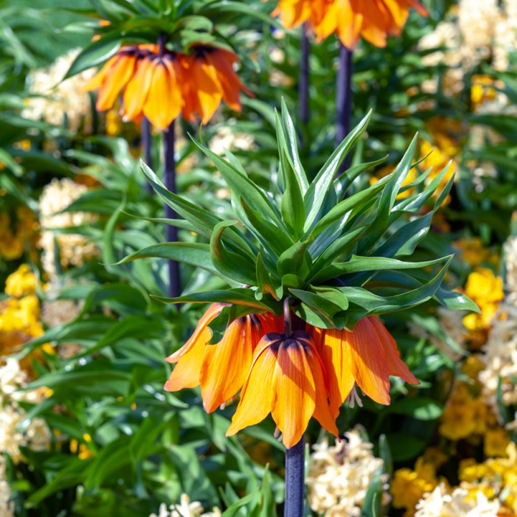 Fritillaire imperialis Sunset - Corona imperial