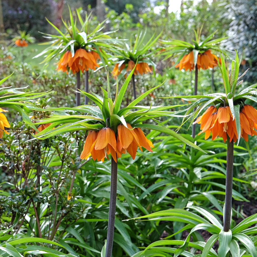 Fritillaire imperialis Sunset - Corona imperial
