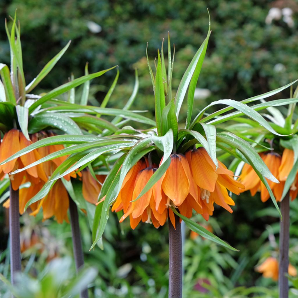 Fritillaire imperialis Sunset - Corona imperial