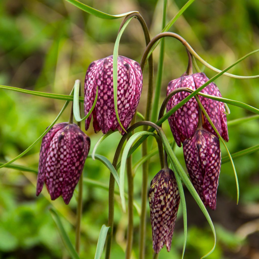 Fritillaria meleagris - Tablero de damas