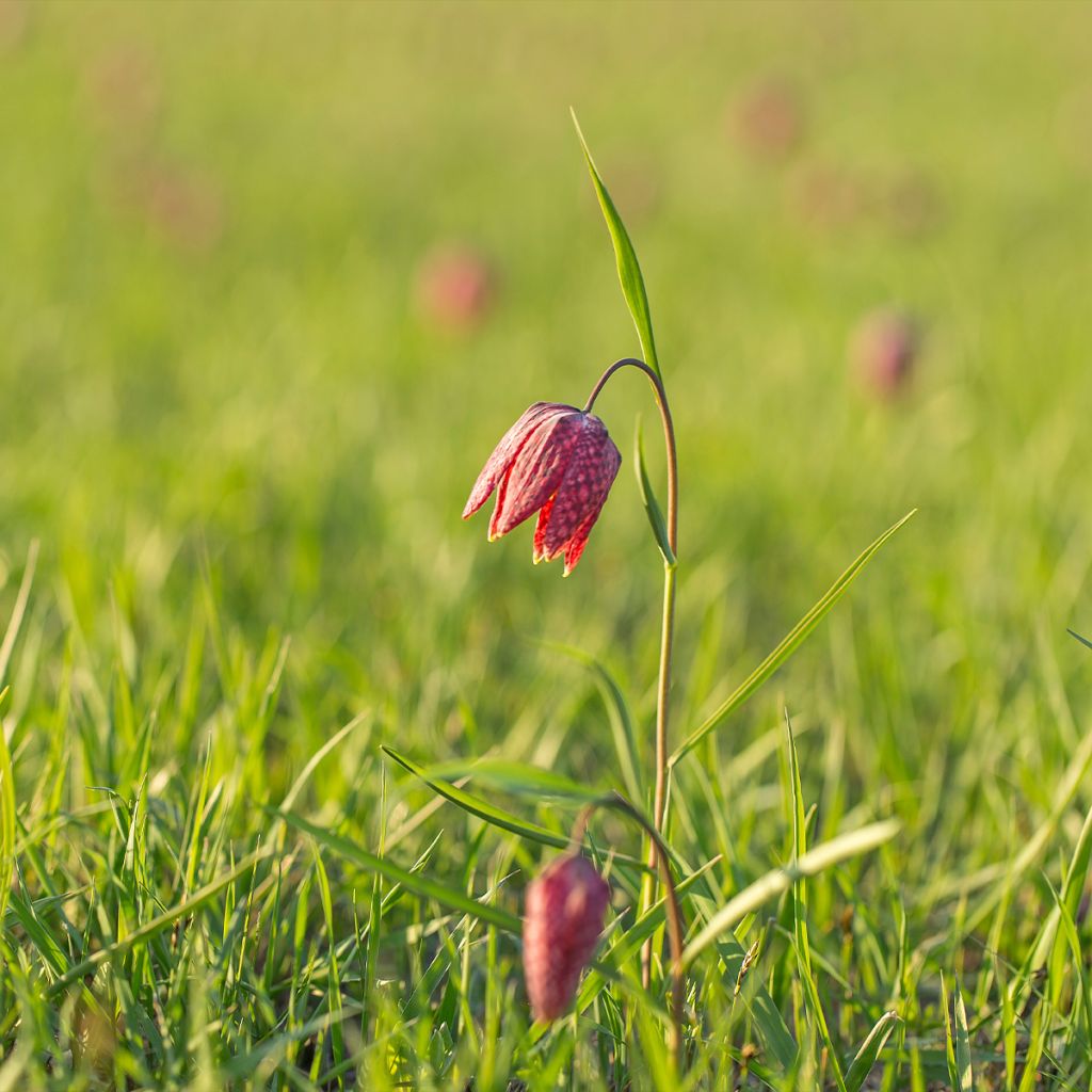 Fritillaria meleagris - Tablero de damas