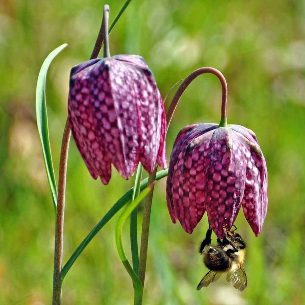 Fritillaria meleagris - Tablero de damas