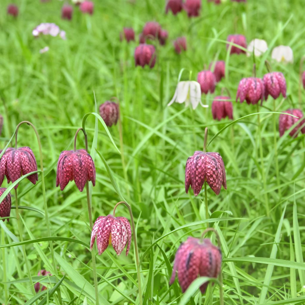 Fritillaria meleagris - Tablero de damas