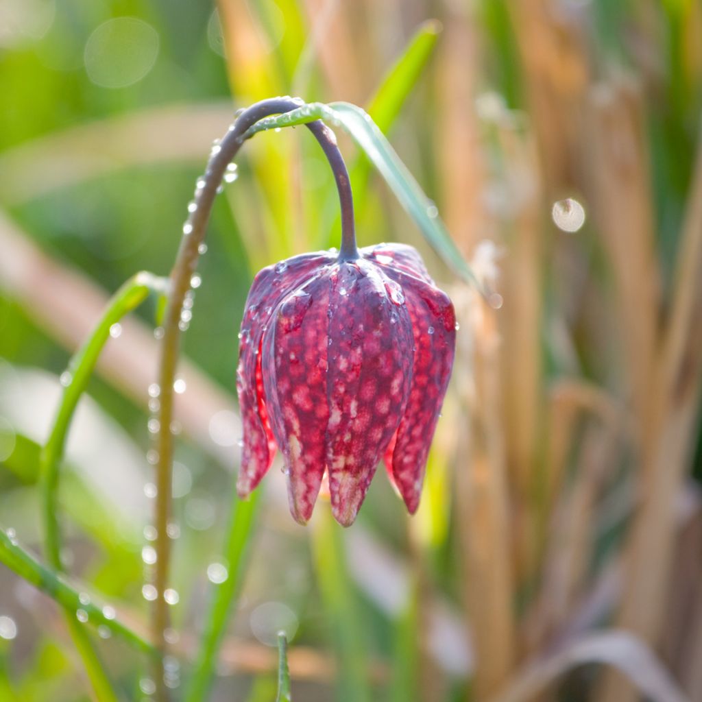Fritillaria meleagris - Tablero de damas