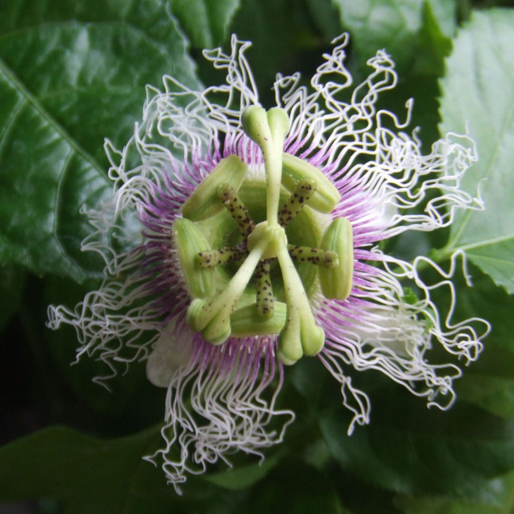 Maracuyá - Passiflora edulis