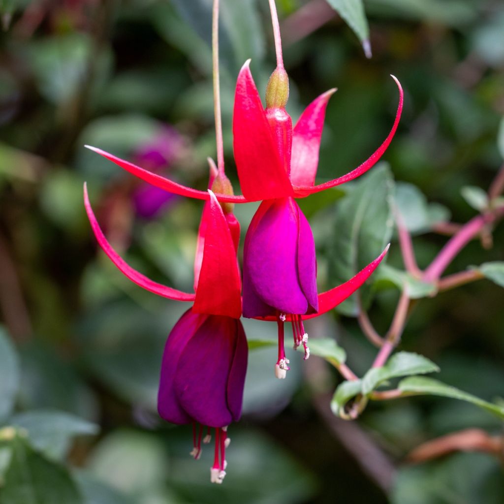 Fuchsia Angela - Fucsia
