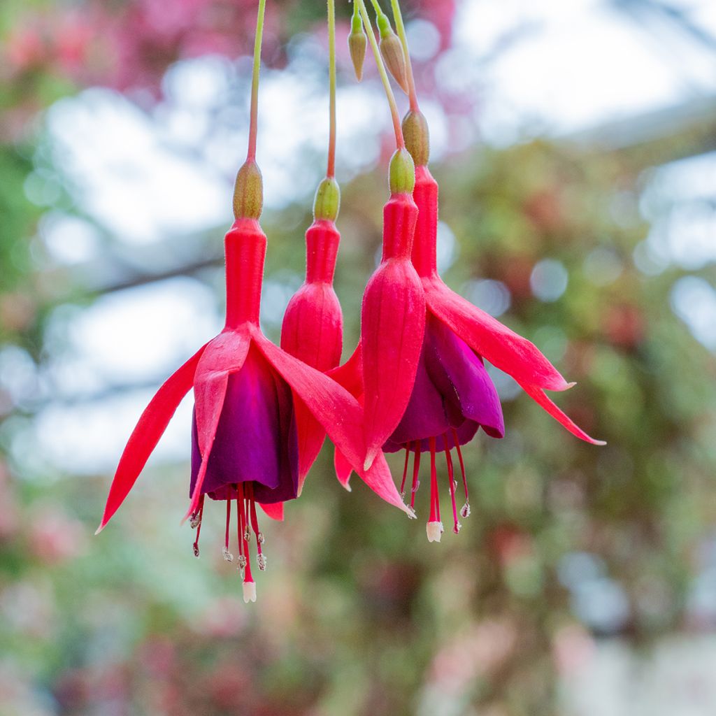 Fucsia magellanica Genii