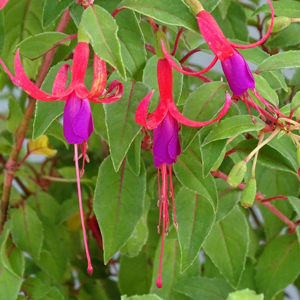 Fucsia magellanica Genii