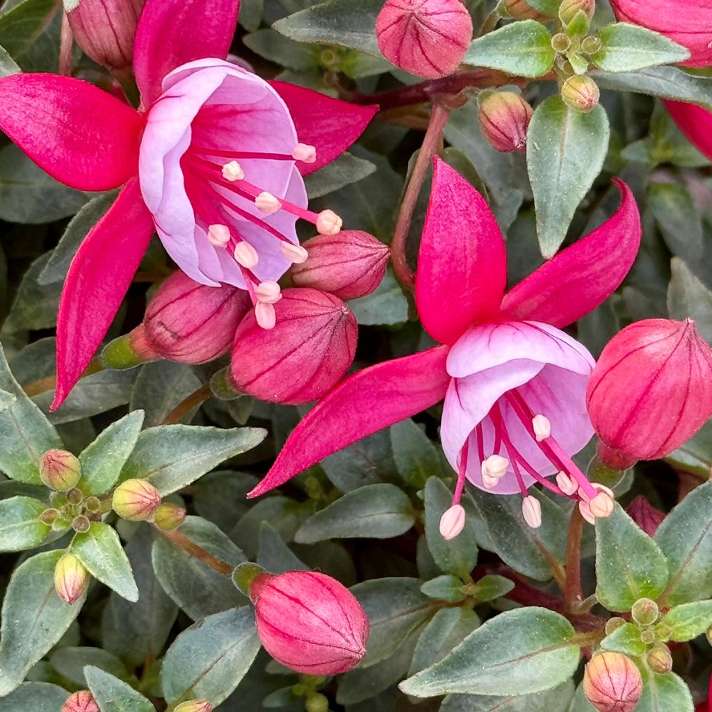 Fucsia Heidi Ann