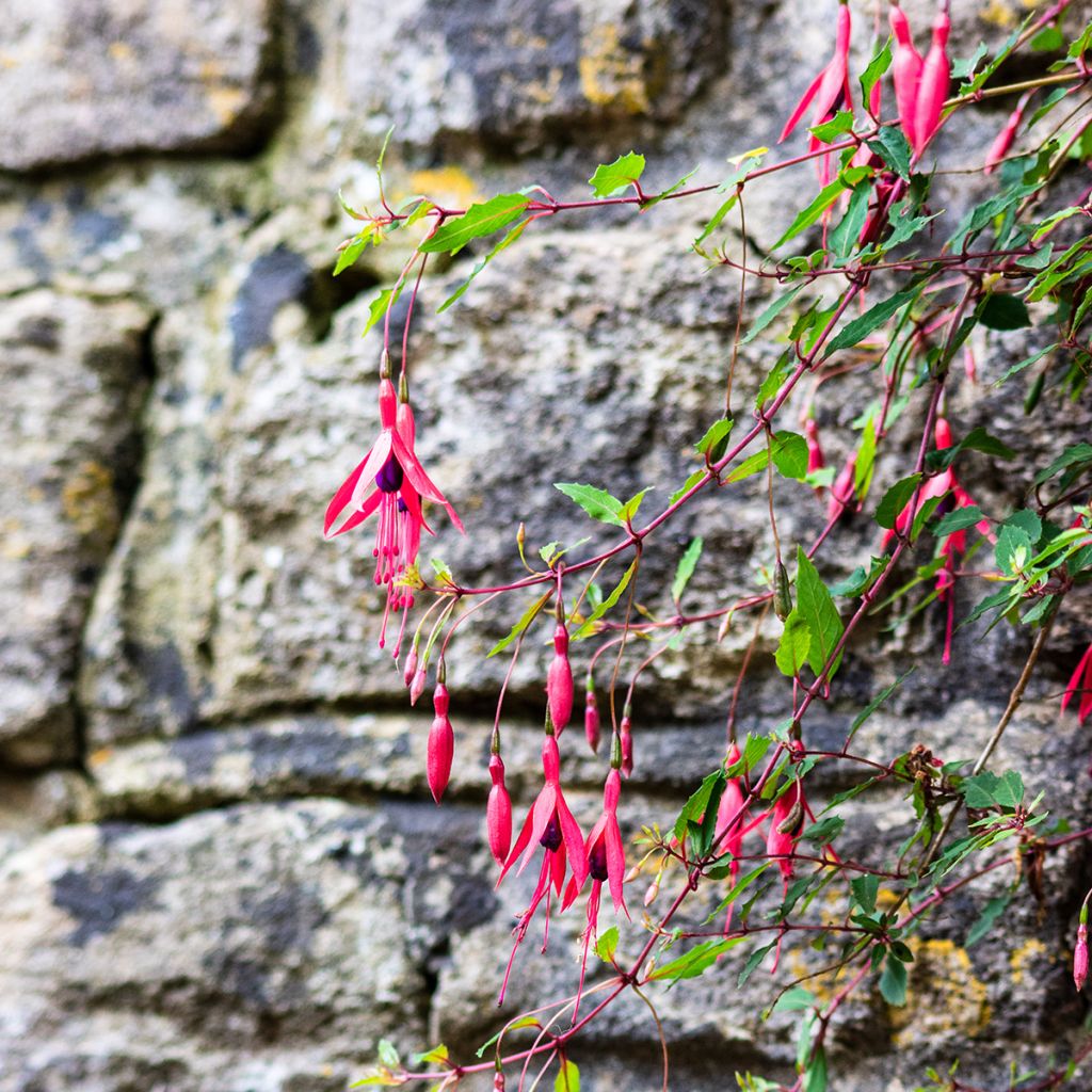 Fucsia Mrs Popple