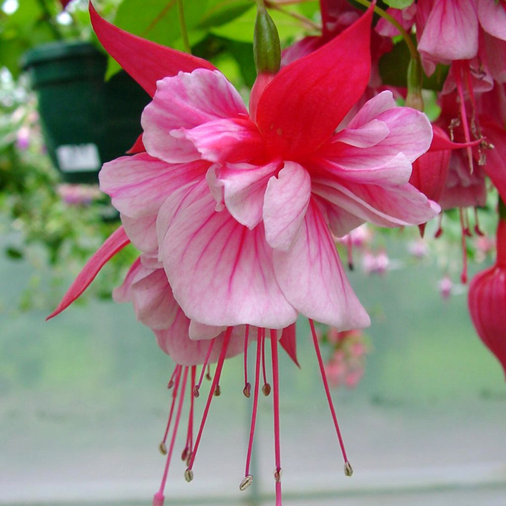 Fucsia R.A.F