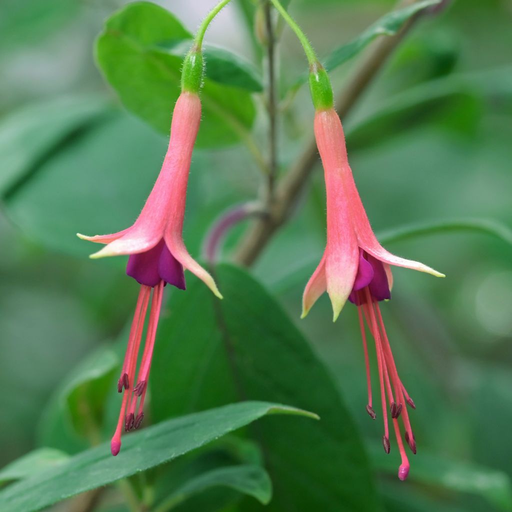 Fucsia brevilobis