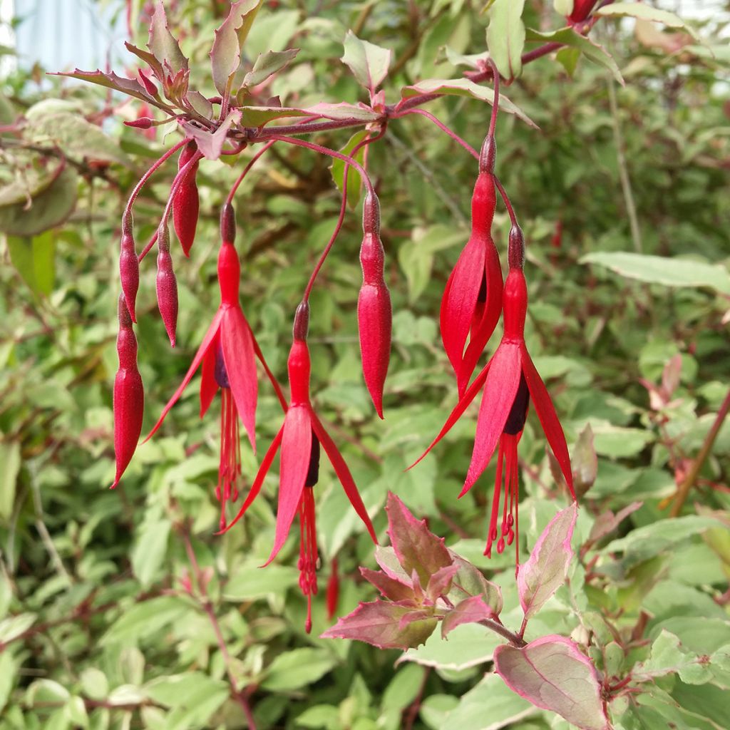 Fucsia magellanica Versicolor